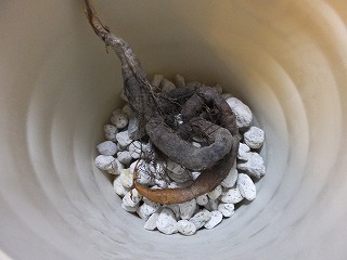 operculicarya pachypus