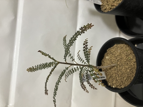 Boswellia socotrana
