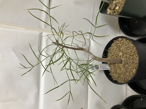 Bursera paradoxa