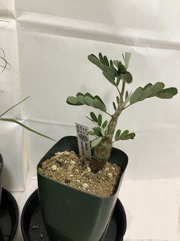 Senna meridionalis